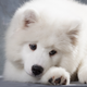 Image for article titled British Dog Eats Thong, Has Surgery, Eats Another Thong